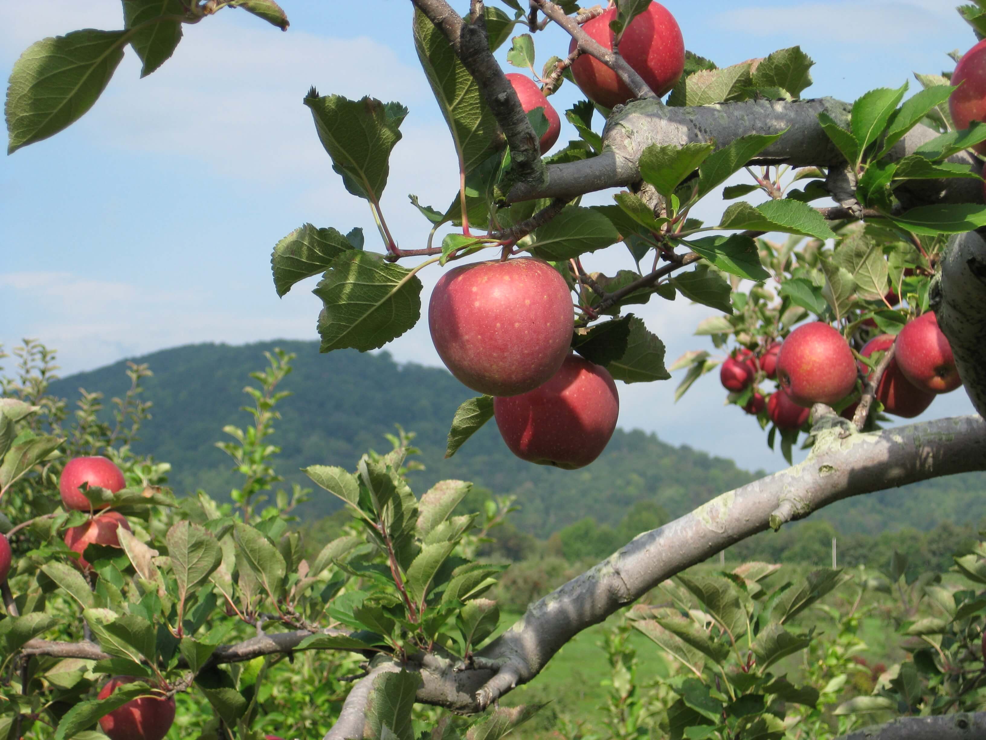 Apple Harvest Festival Graves Mountain Lodge
