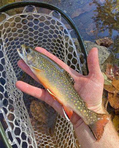 Fly Fishing - stocked streams