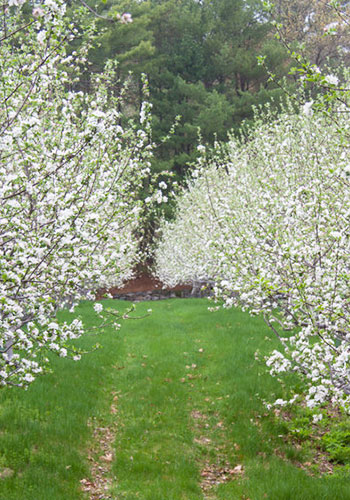 Guided Hikes at Graves Mountain Farm & Lodges - the apple orchard blossoms