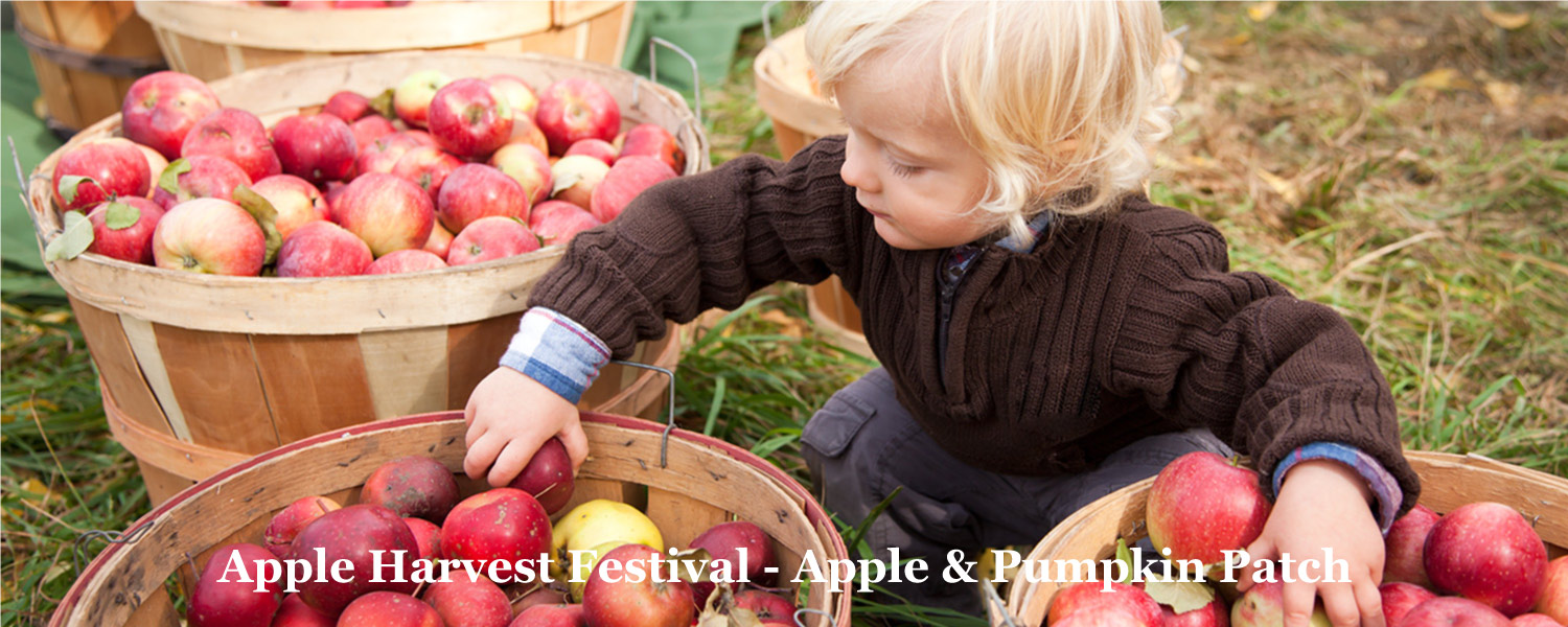 Apple Harvest Time at Graves Mountain Farm