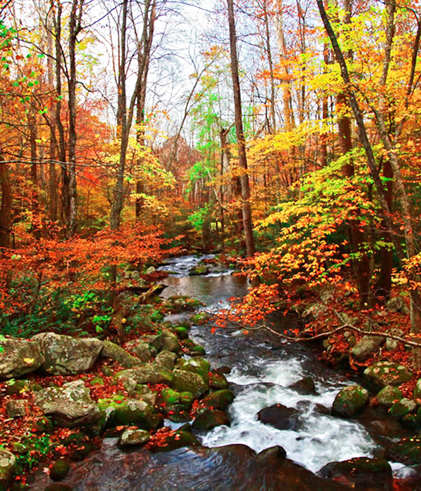 Fall colors at Graves Mountain in the Blue Ridge of VA next to Shenadoah National Park