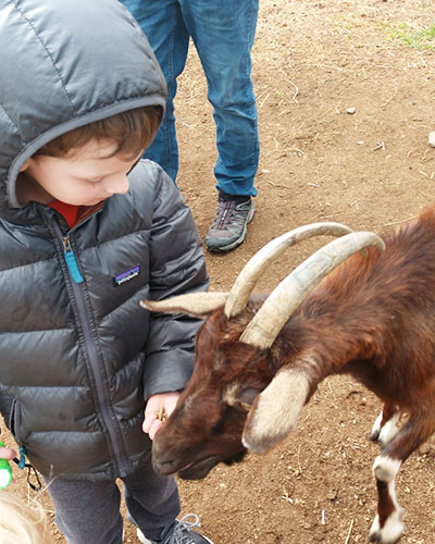 Goats and Baby Goats in Farm-yard