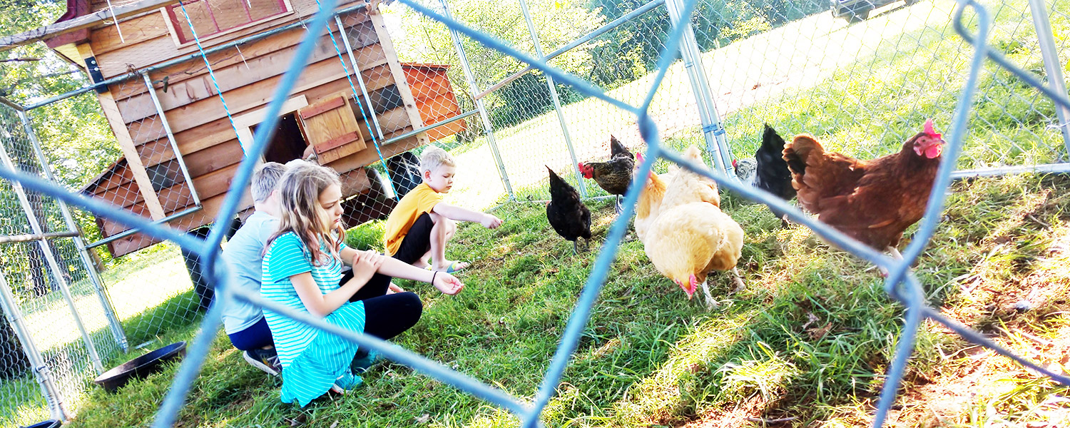 Chickens at Graves Mountain Farm by Shehnandoah National Park