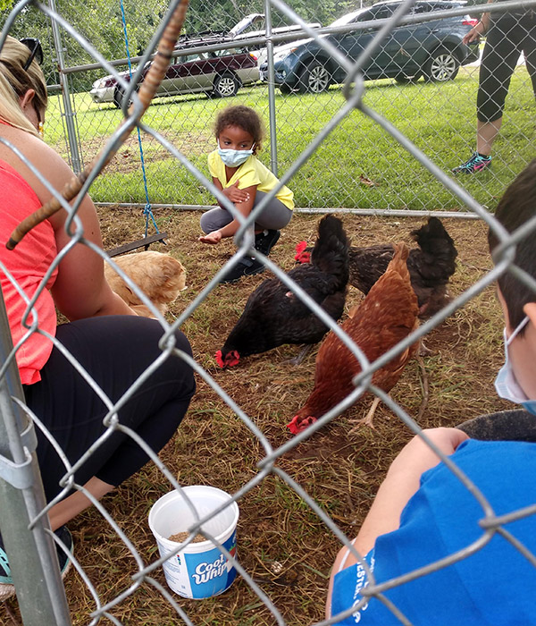 Chicks play and egg collecting at Graves Mountain Farm & Lodges