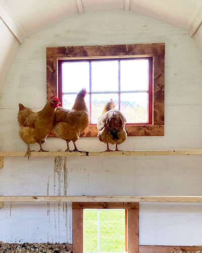 Rolling Chicken Coop below the Main Lodge