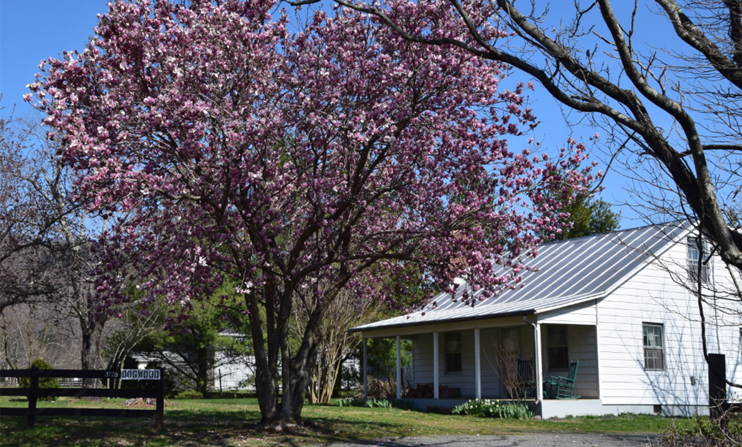 Dogwood in Spring