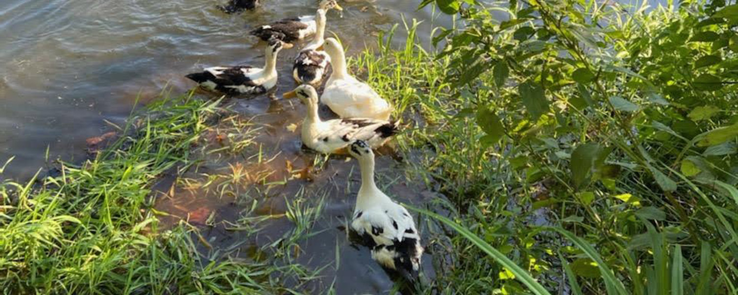 Ducks in the little farm pond at Graves Mountain Farm & Lodges by Shenadoah National Park