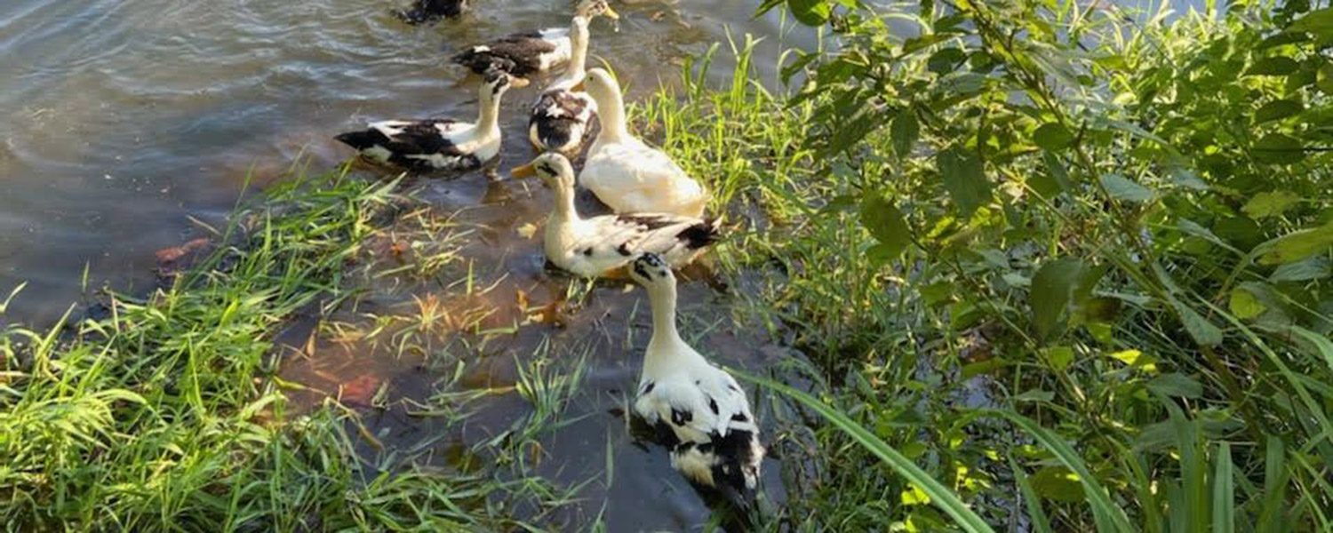 ducks_1500x600 Ducks in the little farm pond at Graves Mountain Farm & Lodges by Shenadoah National Park