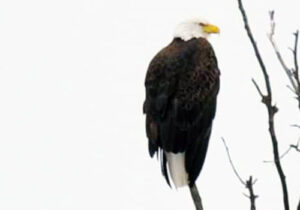 Eagles fish along our river - the Rose River at Graves Mountain Farm & Lodges