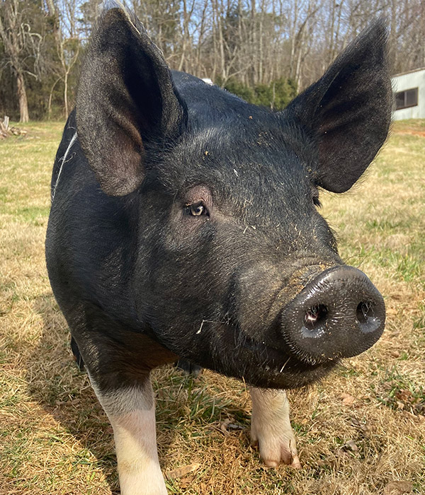 Ellie the pet pig in the farm-yard at Graves Mountain Farm & Lodges
