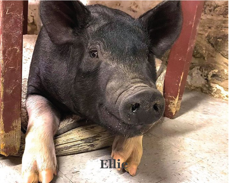 Ellie the pet piggy at Graves Mountain farm & Lodges