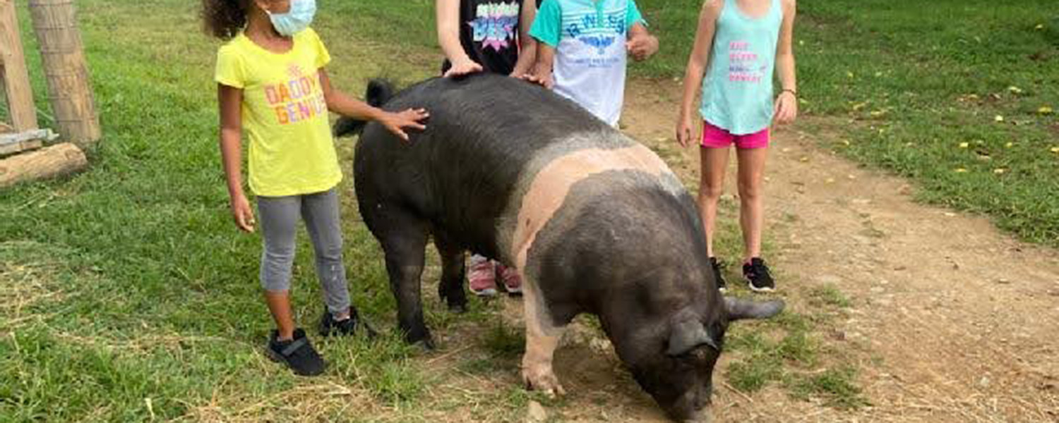 Pet pigs at Graves Mountain Farm by Shehnandoah National Park