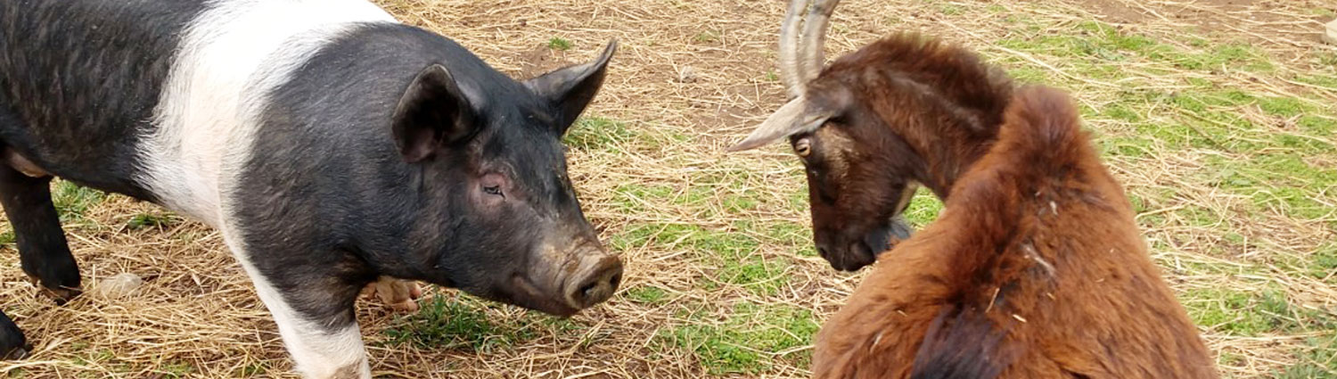 Ellie and Dad Goat Consider the Alternatives