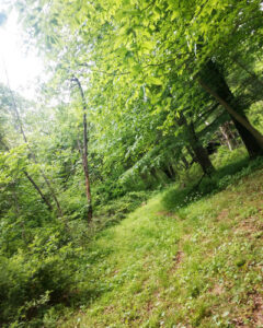 Trail heading into woods by old Buddhist meditation tree house