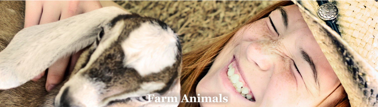 exp_farm2 Farm Animals to walk and hold and Graves Mountain Farm