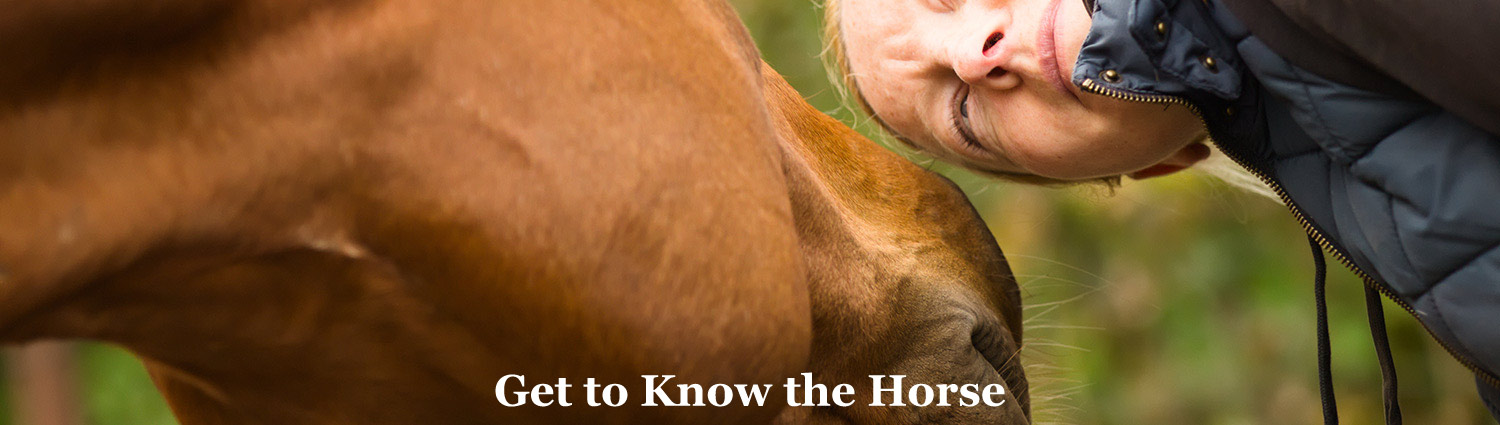 Get to Know the Horse - at Graves Mountain Farm