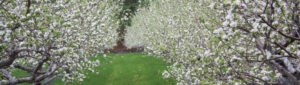 Apple Orchards beginning to bloom at Graves Mountain Farm & Lodges