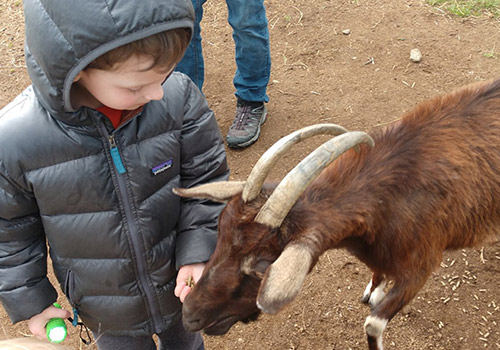 Farm animals for youngsters - in VA Blue Ridge, at Graves Mountain Farm & Lodges