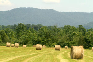 Hay bales ready for storage for winter feed for acttle and horses.