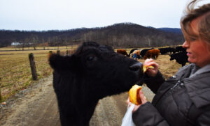 Joanie the pet cow on the Honeysuckle sub farm area.