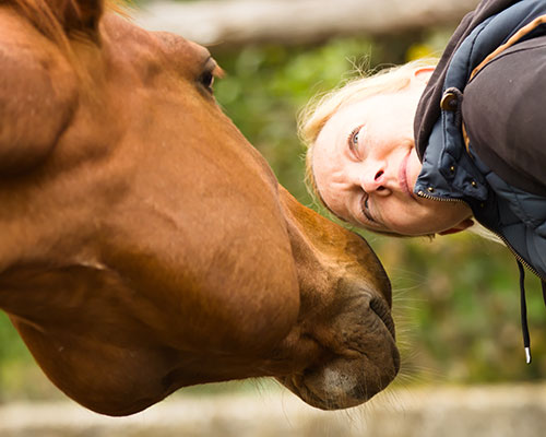 Get to Know the Horse at Graves Mountain Farm
