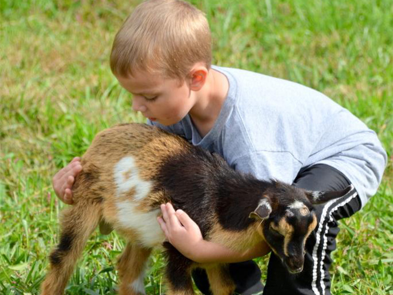 Visitting the farm animals