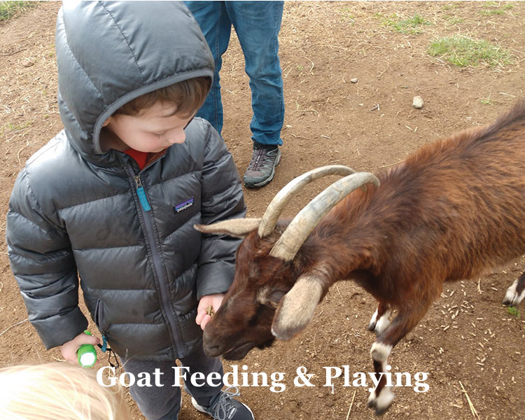 Getting to know the goats at Graves Mountain farm & Lodges in the VA Blue ridge