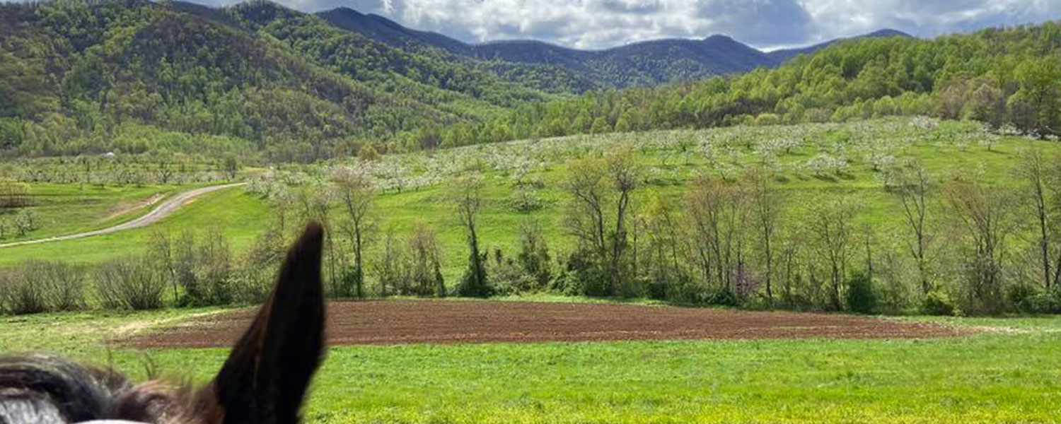Horseback Trails - 18 plus Miles at Graves Mountain Farm & Lodges, Syria VA