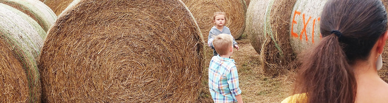 haymaze_1500x400 haymaze_1500x400