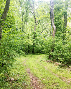 Trail heading down to Rose River