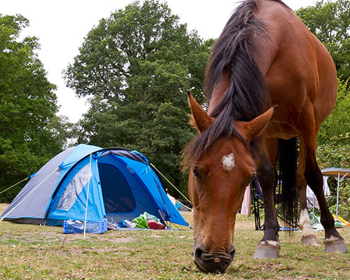 Horse Trekking in the Blue Ridge - overnight camping
