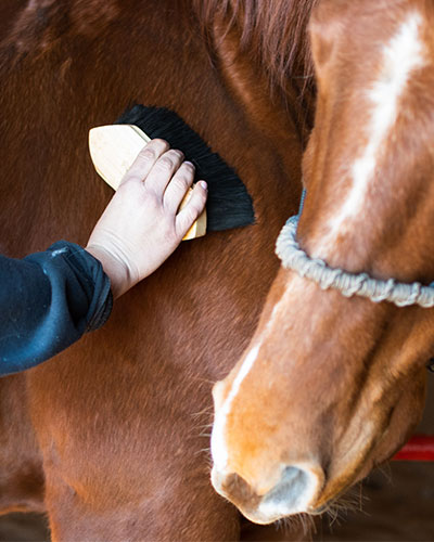 One to three day horse awareness immersives