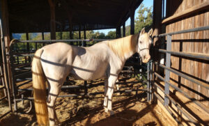 Horse in Stalls in Campground at Graves Mountain