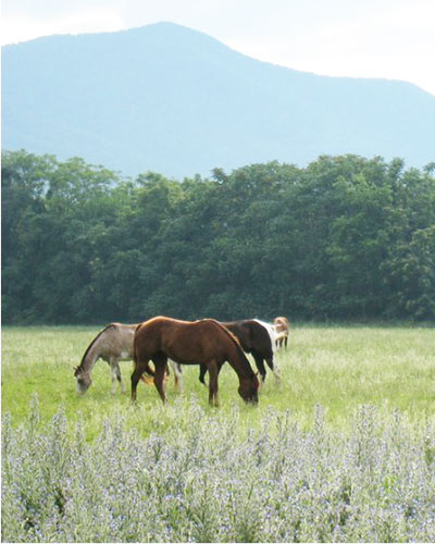 Horses in Meadow