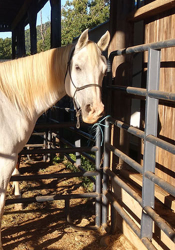 Horse stalls at Horse Campground - in VA Blue Ridge Mountains at Graves Mountain Farm & Lodges