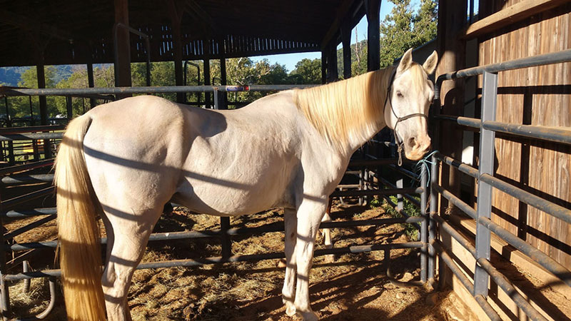 Horse Camping Stalls at Graves Mountain farm Campground - explore the horse trails of the VA Blue Ridge