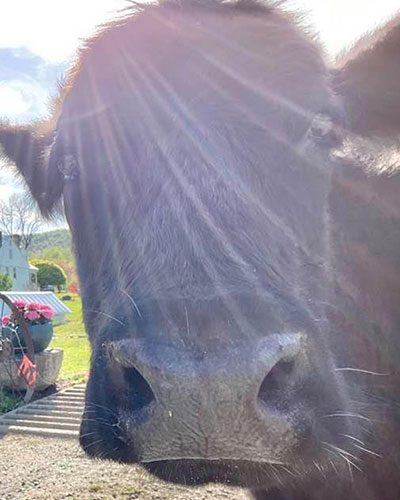 Joanie our pet cow - she was bottle raised by Missy Graves and is part of the family