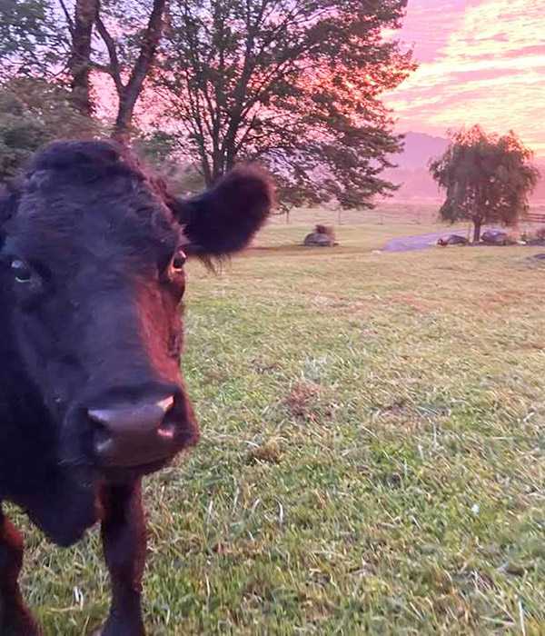 Fall colors with Joanie the pet cow - with her gerd