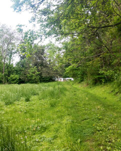 Small meadow - that we are growing out as a home for birds, insects and small critters. Will overseed with wild grasses and flowers