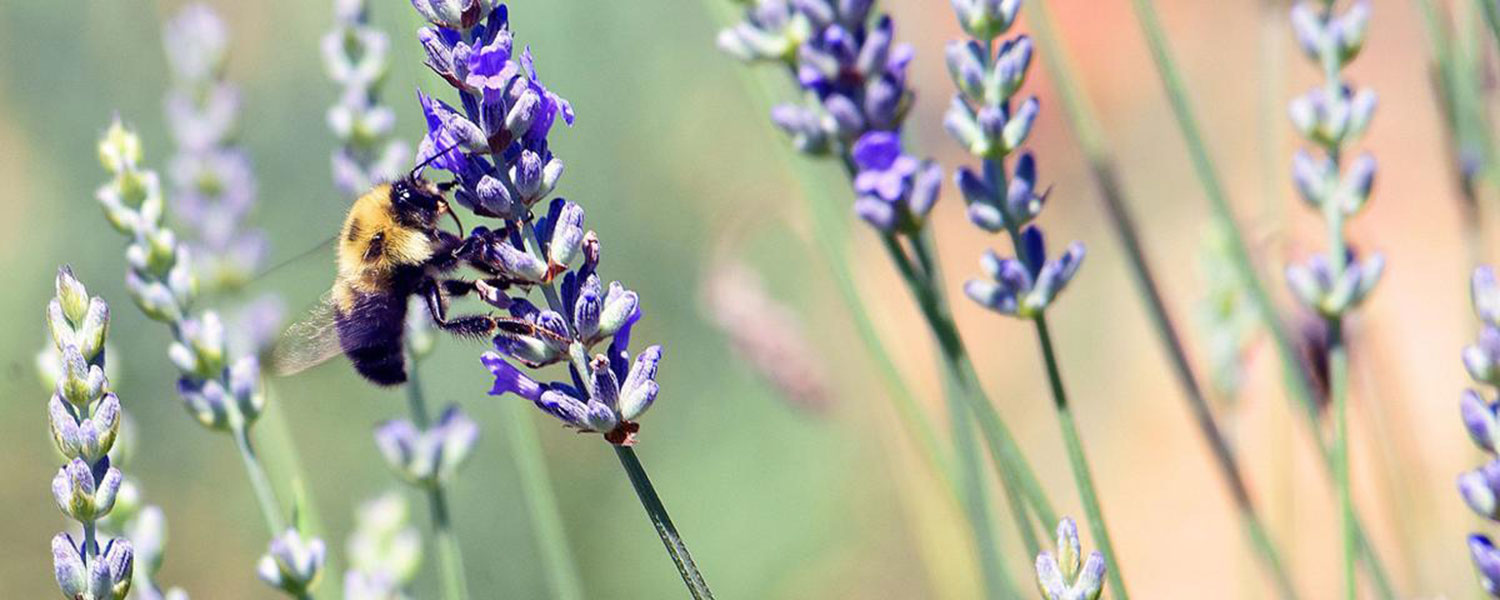 Lavendar Farm - soap making at Graves Mountain Farm