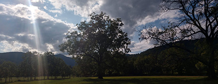 Ancient walnut tree in a horse meadow at Graves Mountain Farm & Lodges