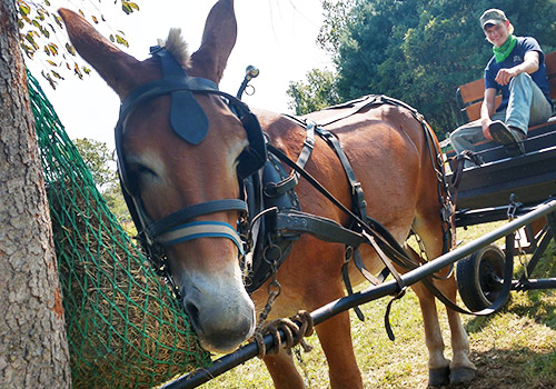 Mule Cart rides in winter at Graves Mountain Farm & Lodges
