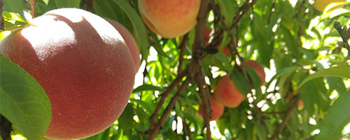 peachesontree_500x200