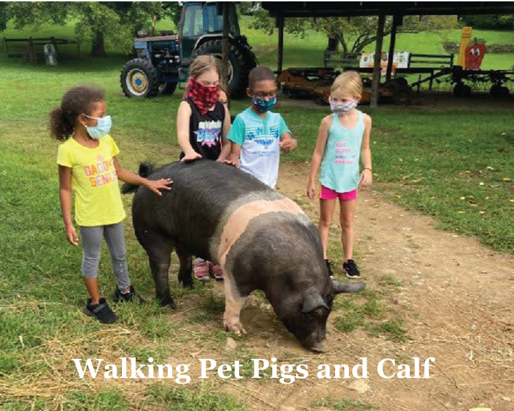 Waling Ellie the Pet Pg at Graves Mountain Farm & Lodges in the VA Blue Ridge