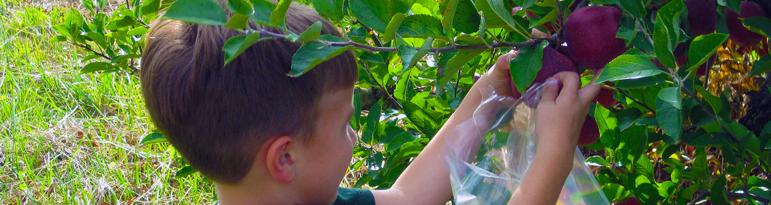Pick your own at Graves Mountin Farm