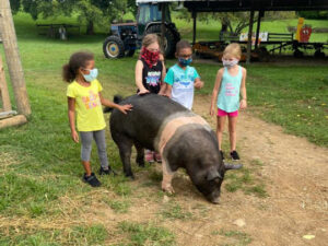 Walking Ellie & Bootsie - pet pigs, in the Farm-yard