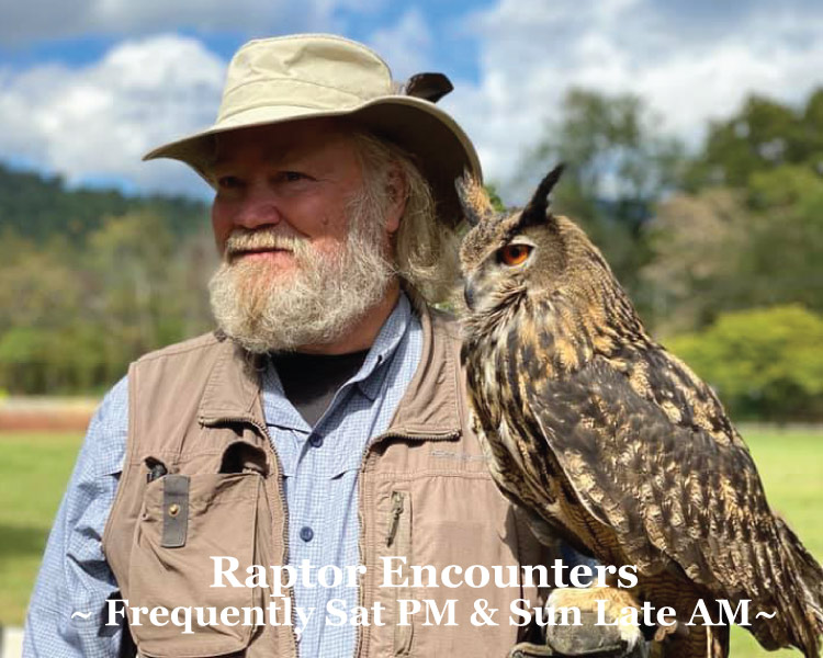 Raptor Shows at Graves Mountain farm in the VA Blue Ridge