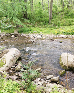 Along west side of Rose/Poplar - Edge of Farm Trail