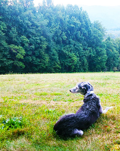 Dog Friendly rooms at Graves Mountain Farm & Lodges in the VA Blue Ridge Mountains