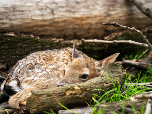 Wildlife on the Farm - here a fawn in the woods